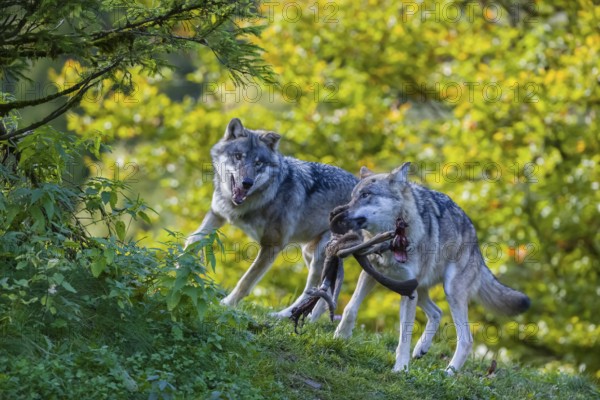 Two Eurasian gray wolves (Canis lupus lupus) standing on a hill, fighting over food, the leg of their prey