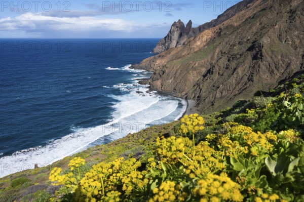 The north-west coast of La Gomera with the Playa de Arguamul beach. Mountains, cliffs and steep coast. Yellow flowers in the foreground (Sedum), Guillama, La Gomera, Canary Islands, Spain, Europe