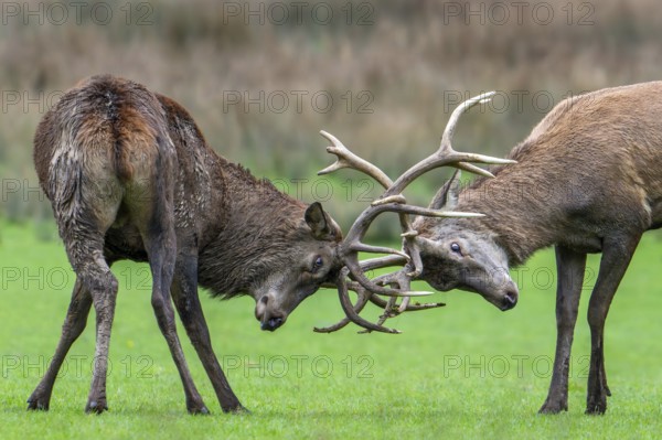 Two rutting red deer (Cervus elaphus) stags fighting by locking antlers during fierce mating battle in grassland during the rut in autumn
