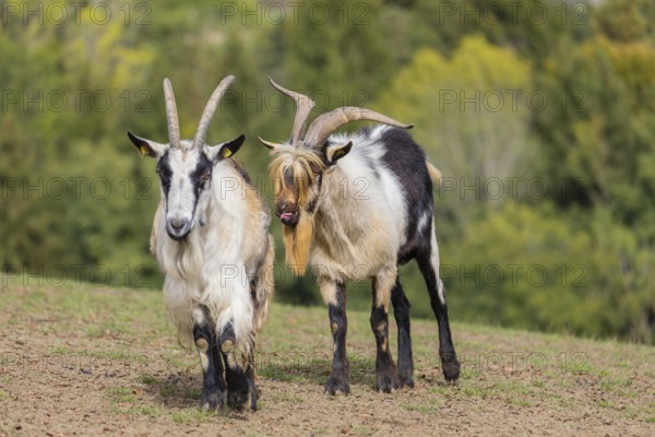 A male peacock goat (Capra aegagrus f. hircus) checks the readiness of a goat to mate