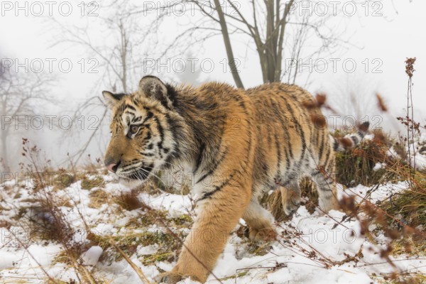 One young Siberian Tiger, Panthera tigris altaica, running over snowy meadow with dense fog in the background