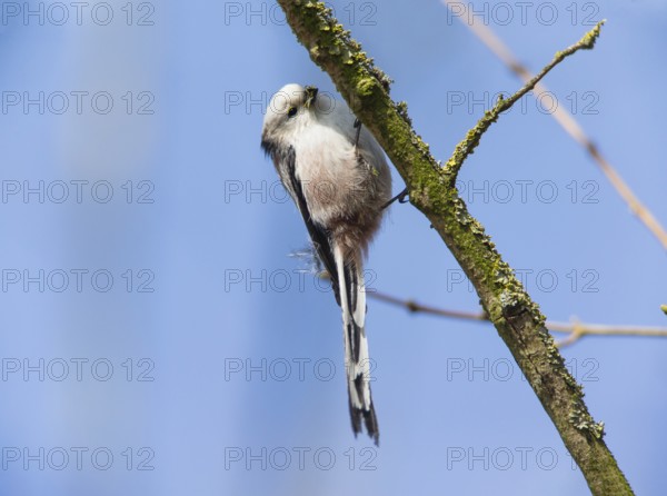 Long-tailed tit (Aegithalos caudatus) adult female, sitting on a branch collecting lichen as nesting material in its beak, Hesse, Germany, Europe