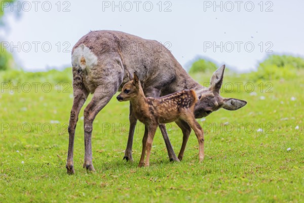 One female Roe Deer, (Capreolus capreolus), stands on a meadow with her fawn