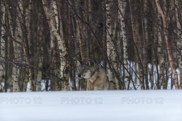 One male eurasian gray wolf (Canis lupus lupus) walking thru deep snow with a forest in the background