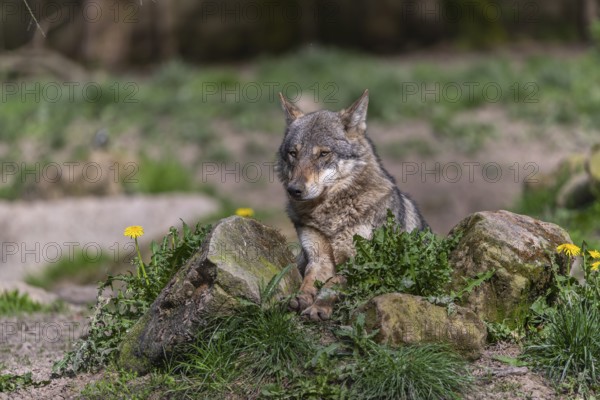 Portrait of one eurasian gray wolf (Canis lupus lupus) resting on a rock with green vegetation and some yellow dandelion