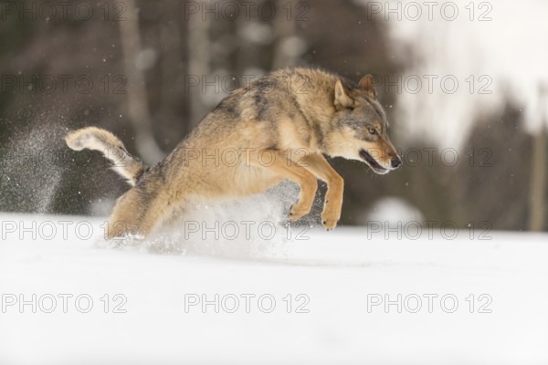 One male eurasian gray wolf (Canis lupus lupus) running thru deep snow with a forest in the background