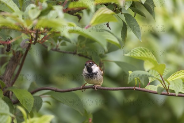 One male house sparrow (Passer domesticus) sitting on a twig in a bush with green leaves