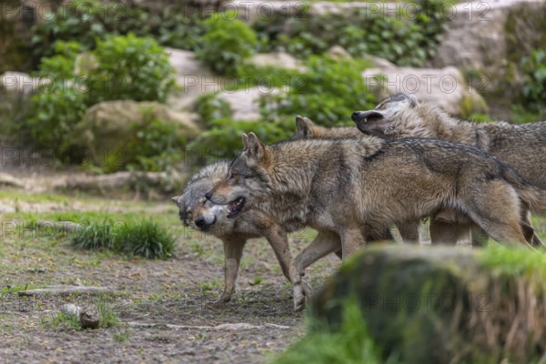 Group of four eurasian gray wolves (Canis lupus lupus) show social behaviour, walking on a path between rocks. Rocks and green vegetation in the background