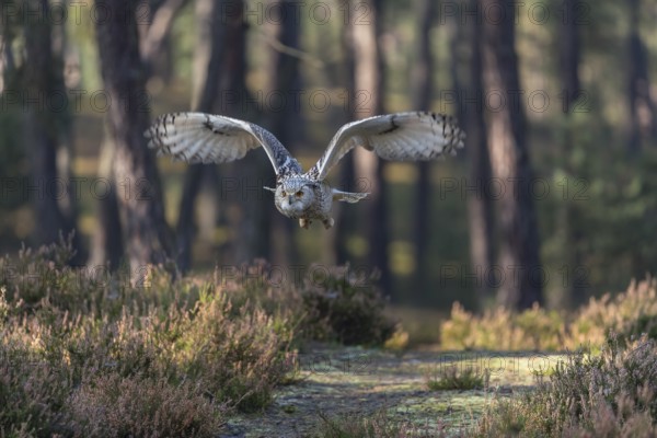 One Siberian Eagle Owl (Bubo bubo sibiricus) flying thru a forest