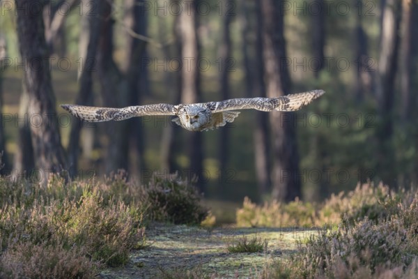 One Siberian Eagle Owl (Bubo bubo sibiricus) flying thru a forest