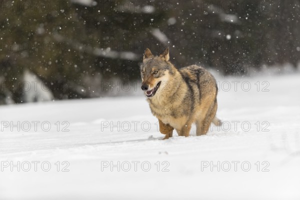 One male eurasian gray wolf (Canis lupus lupus) walking thru deep snow during snow fall. A forest in the background