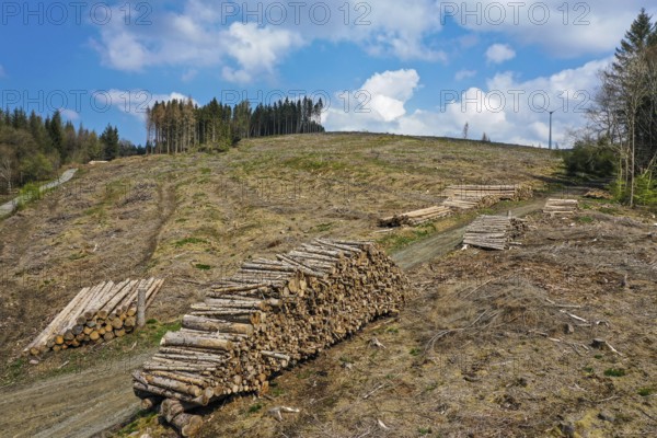 27.04.2022, Hilchenbach, North Rhine-Westphalia, Germany, Forest dieback in the Siegen-Wittgenstein district in the Sauerland, drought and bark beetles damage the spruce trees in the coniferous forest. Dead spruce trees were felled, Europe
