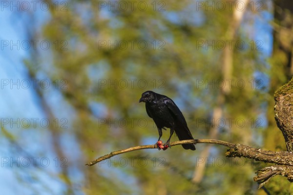 One carrion crow (Corvus corone), sitting high up in a tree in bright sunlight with a blue sky in the background