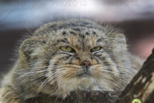 Portrait of a Pallas's cat (Otocolobus manul) or Manul. Near Threatened species on the IUCN Red List since 2002