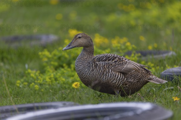 One female common eider, Somateria mollissima, walking over a flowering meadow at the coast of Illugastadir Seal watching point, Iceland, Europe