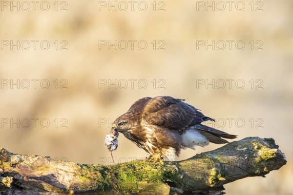 Common buzzard (Buteo buteo) Germany