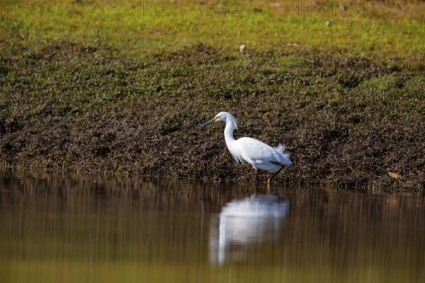 Great White Egret (Egretta thula) Pantanal Brazil