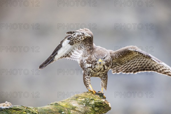 Common buzzard (Buteo buteo) Germany