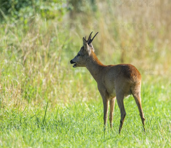 Roe deer (Capreolus capreolus), roebuck in the rutting season, leaf time standing in a meadow and looking attentively, wildlife, Lower Saxony, Germany, Europe