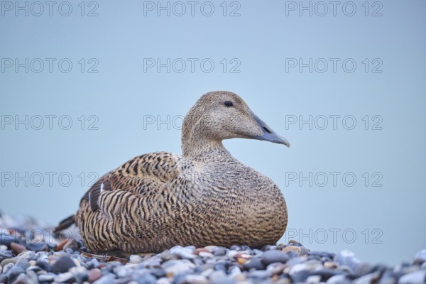 Common eider (Somateria mollissima) female on the beach, Düne, Helgoland, Schleswig-Holstein, Germany, Europe