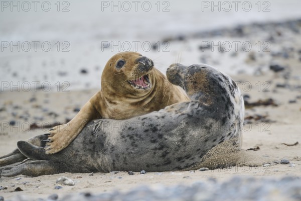 Grey seal (Halichoerus grypus) playing with each other on the beach, Düne, Helgoland, Schleswig-Holstein, Germany, Europe