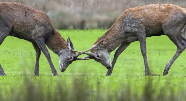 Two red deer (Cervus elaphus) brockets, second year stags with simple, unbranched antlers fighting during the rut in autumn, fall