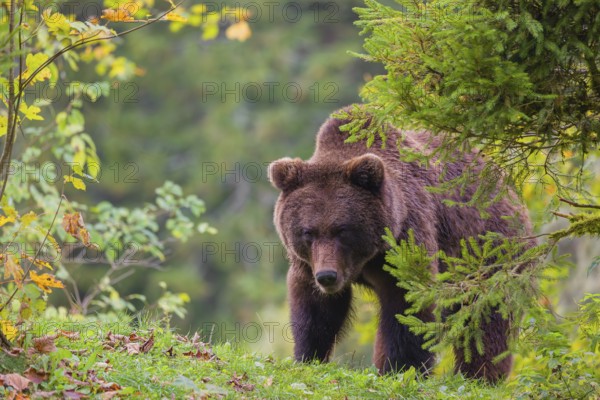 A young male Eurasian brown bear (Ursus arctos arctos) sits on a meadow between bushes