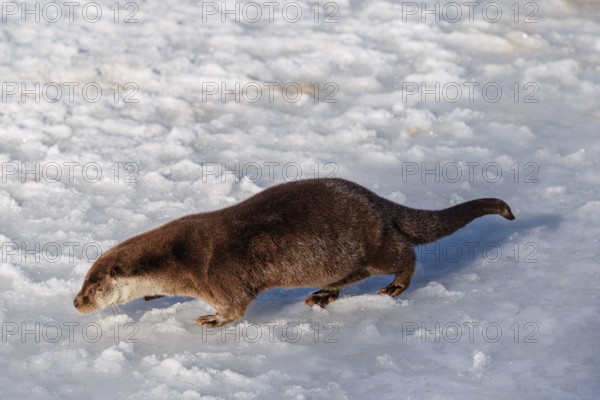 On a sunny day an otter (Lutra lutra) runs across the snow-covered frozen river and sniffes on the snow