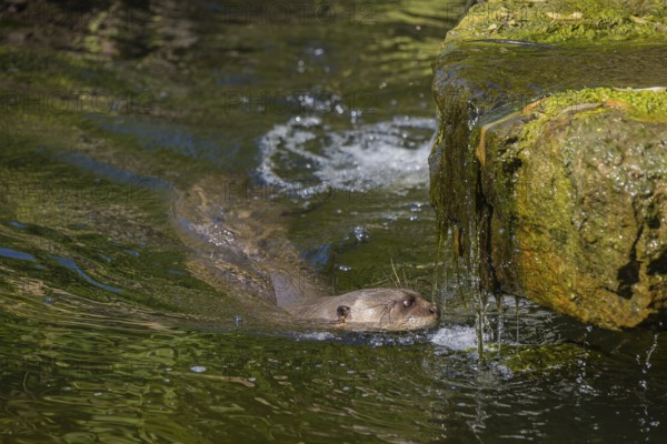 One giant otter or giant river otter (Pteronura brasiliensis) swimming in a river, passing a little cascade