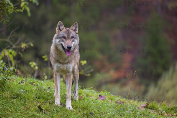 An adult male eurasian gray wolf (Canis lupus lupus) stands on a green meadow on hilly terrain. A forest in fall foliage is in the background