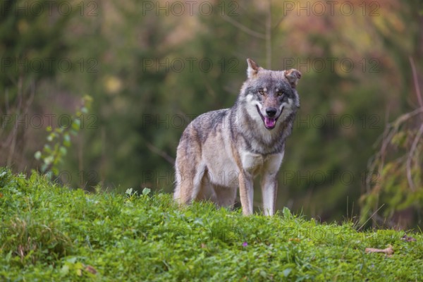 An adult male eurasian gray wolf (Canis lupus lupus) stands on a green meadow on hilly terrain. A forest in fall foliage is in the background