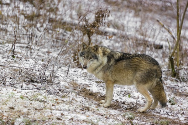 One eurasian gray wolf (Canis lupus lupus) stands on a snowy meadow in an open forest