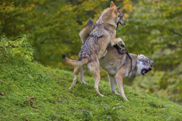 Two eurasian gray wolves (Canis lupus lupus) play on a hill. A forest in fall colours in the background