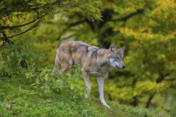 One eurasian gray wolf (Canis lupus lupus) stands on a hill, observing the area. A forest in fall colours in the background