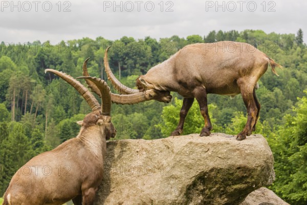 Two male ibex (Capra ibex) are standing on a rock and playfully fighting. A green forest can be seen in the background