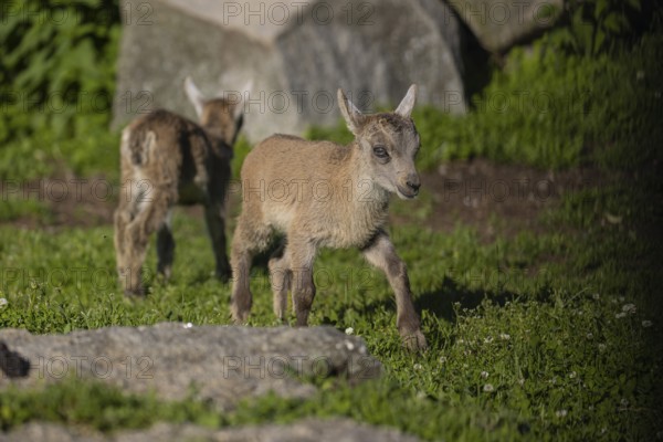 Two baby ibex (Capra ibex) playing between rocks. Some green vegetation around