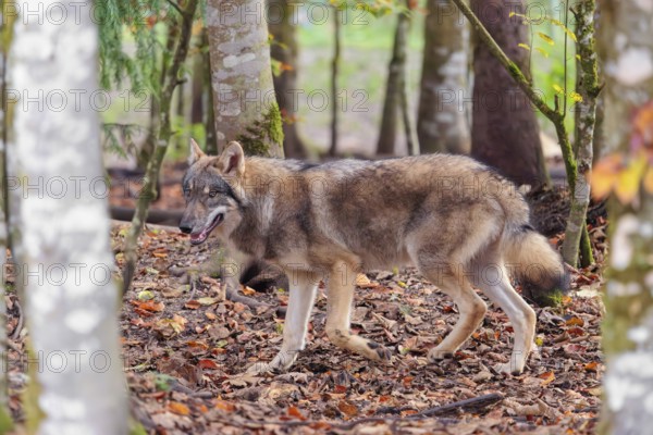 A young grey wolf (Canis lupus lupus) runs through the forest on an overcast day