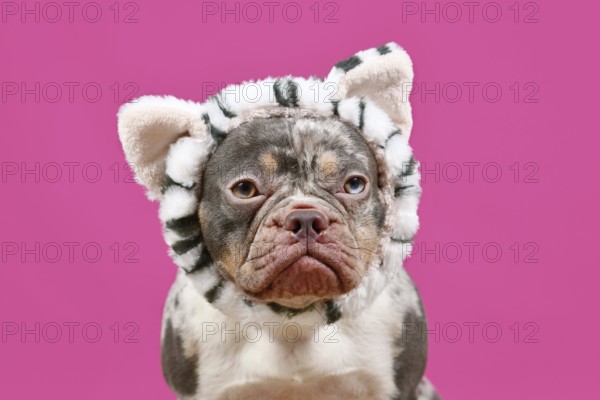 Merle French Bulldog dog with cat costume headband on pink background