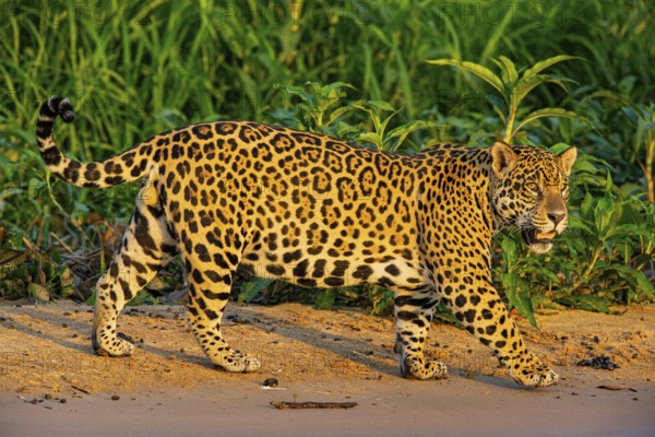 Jaguar (Panthera onca) Pantanal Brazil