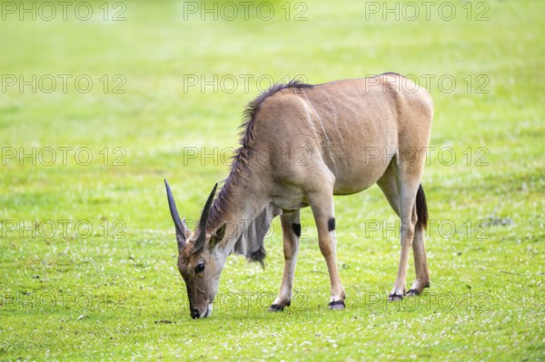 Common eland (Taurotragus oryx) female on a meadow, Bavaria, Germany, Europe
