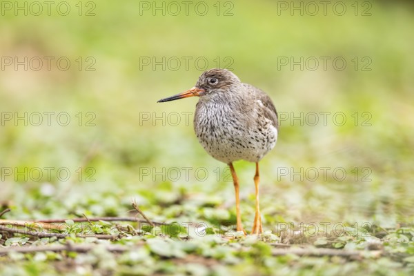 Common redshank (Tringa totanus) walking on a meadow, Bavaria, Germany, Europe