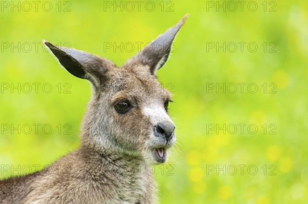 Eastern grey kangaroo (Macropus giganteus) on a meadow, Bavaria, Germany, Europe