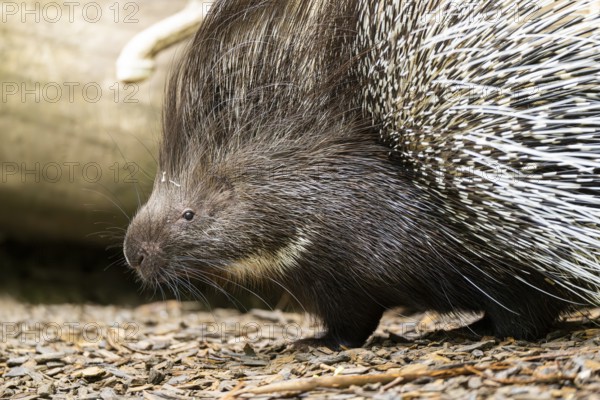 Old World porcupines (Hystrix cristata), Germany, Europe