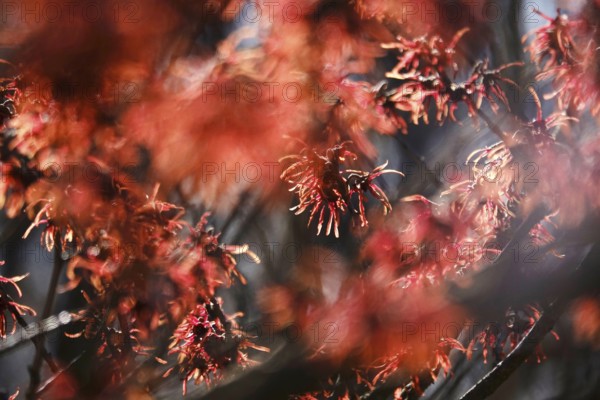 Witch hazel in bloom (Hamamelis), early March, Germany, Europe