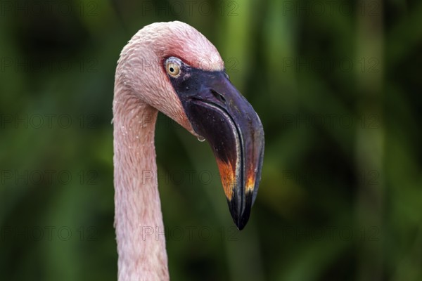 Flamingo (Phoenicopteridae), portrait, captive, Germany, Europe