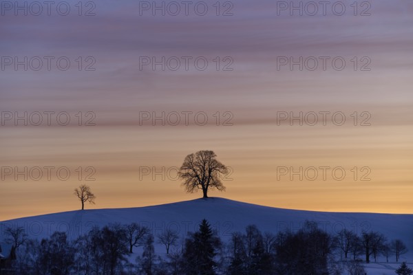 Two linden trees on a hill in front of a colourful sunrise sky creating a peaceful and calm atmosphere, Menzingen, Zug, Canton Zug, Switzerland, Europe