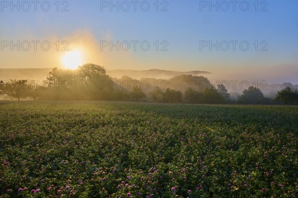 Sunrise over a misty clover field with fruit trees bathed in golden light, Großheubach, Miltenberg, Spessart, Bavaria, Germany, Europe