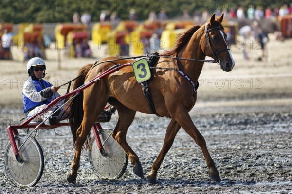 Horse with sulky, trotter, horse-drawn carriage, trotting race in the mudflats, Duhner Wattrennen 2019, Duhnen, Cuxhaven, UNESCO World Heritage Wadden Sea, North Sea, Lower Saxony, Germany, Europe