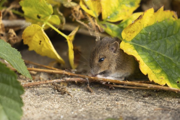 Brown rat (Rattus norvegicus) juvenile baby rodent animal feeding amongst brambles on a pathway, England, United Kingdom, Europe