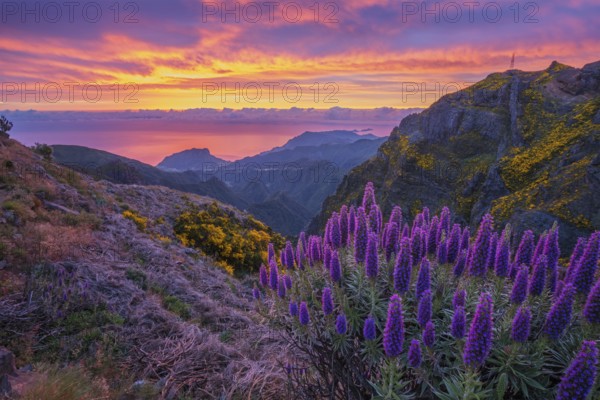 View near Pico do Arieiro of mountains over clouds with Pride of Madeira flowers and blooming Cytisus shrubs on sunrise with colorful sky. Madeira island, Portugal, Europe